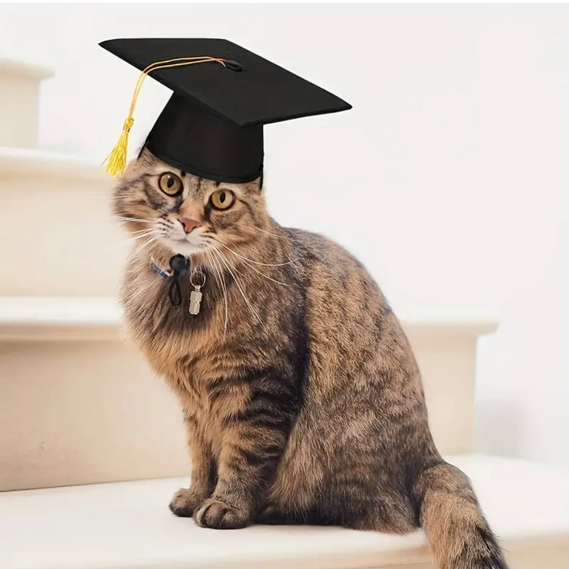 Pet Graduation Cap